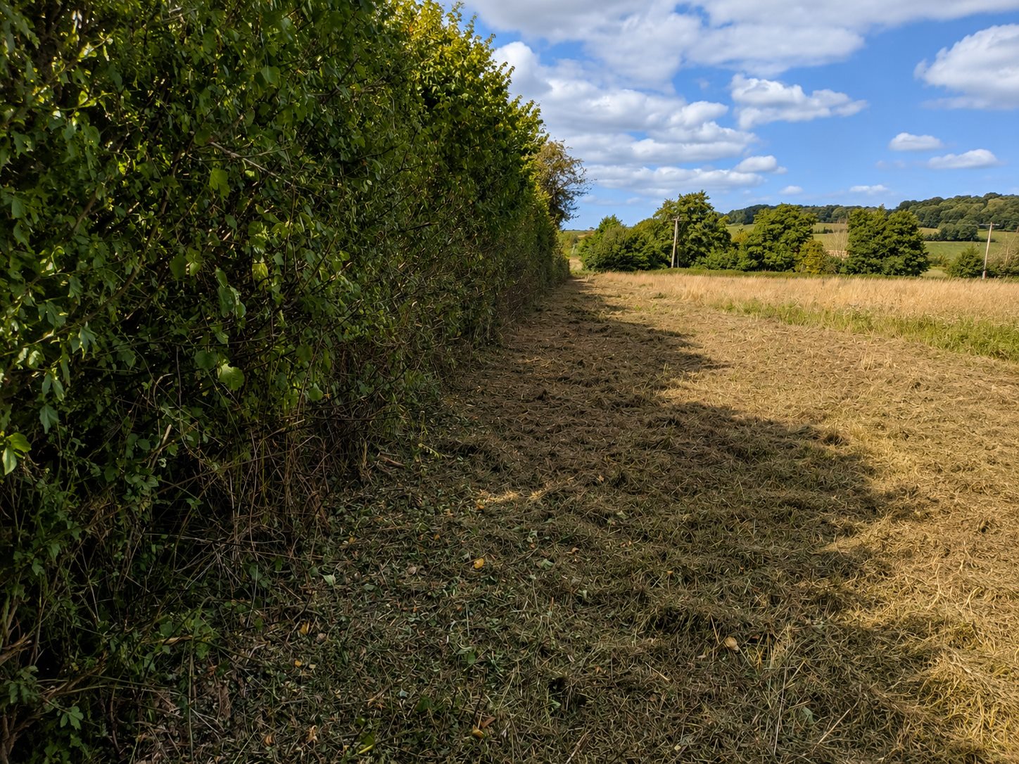 Neat hedge cutting service